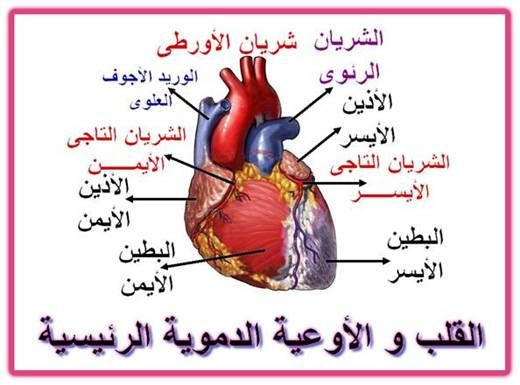 علاج مرض القلب - مرض القلب واهم طرق العلاج 2689 4