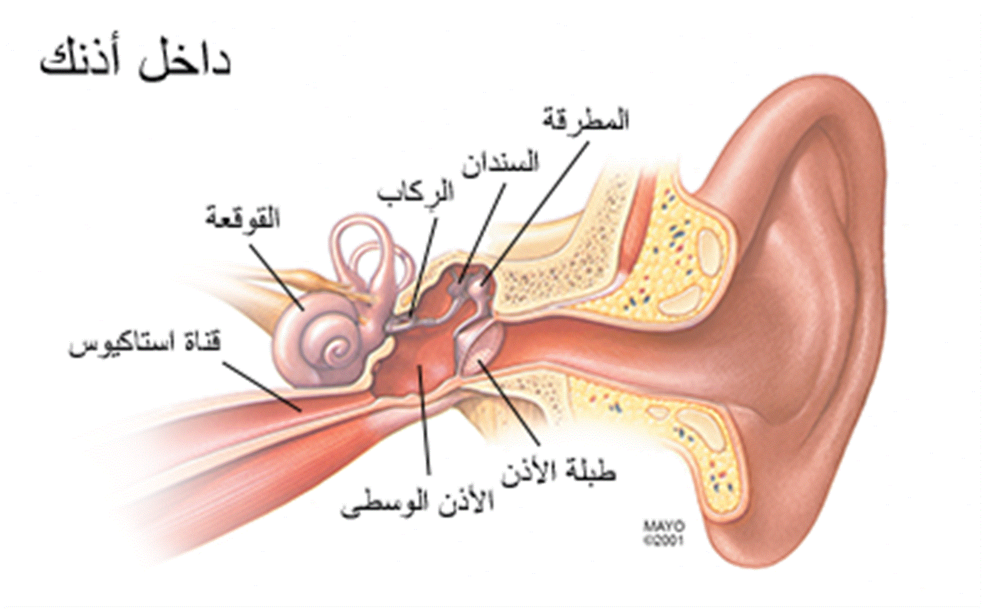 علاج التهاب الاذن , اسباب وعلاج التهابات الاذن