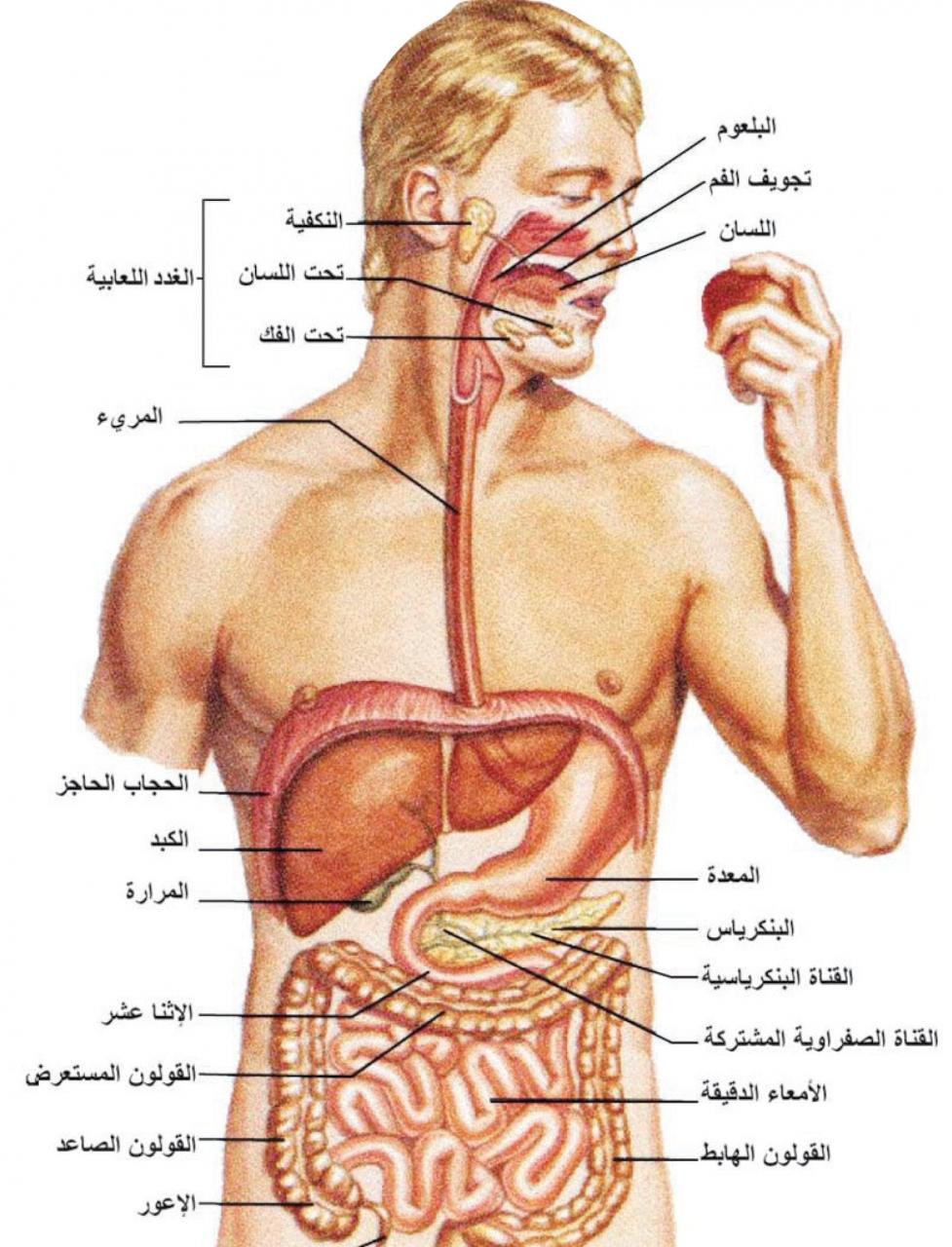 صور جسم الانسان 2849