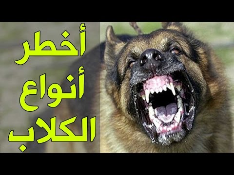 اخطر انواع الكلاب - انواع الكلاب الخطيره جدا 2278