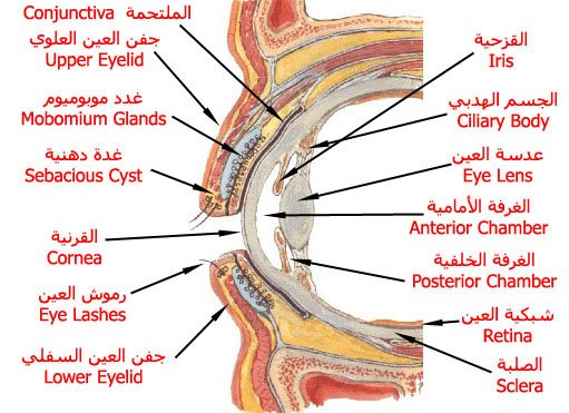 جسم الانسان بالصور , اجهزة جسم الانسان