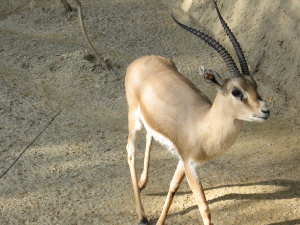 عيون الريم 2151 6