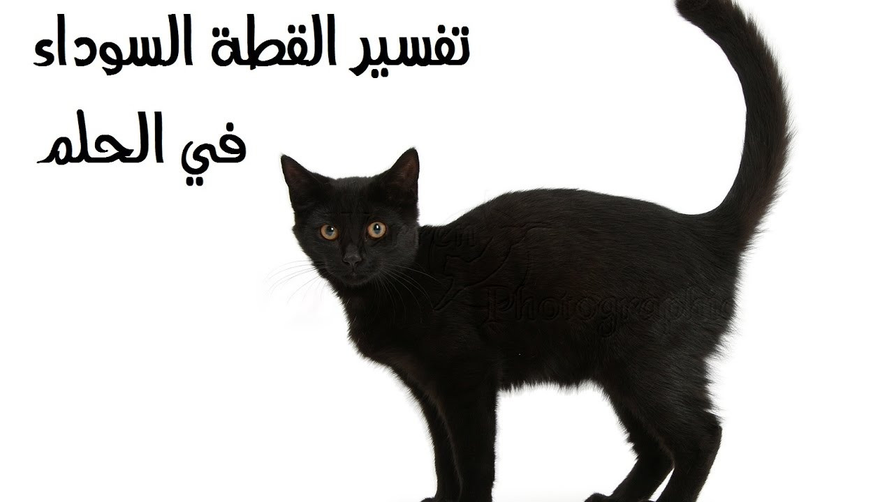 حلم القطة السوداء