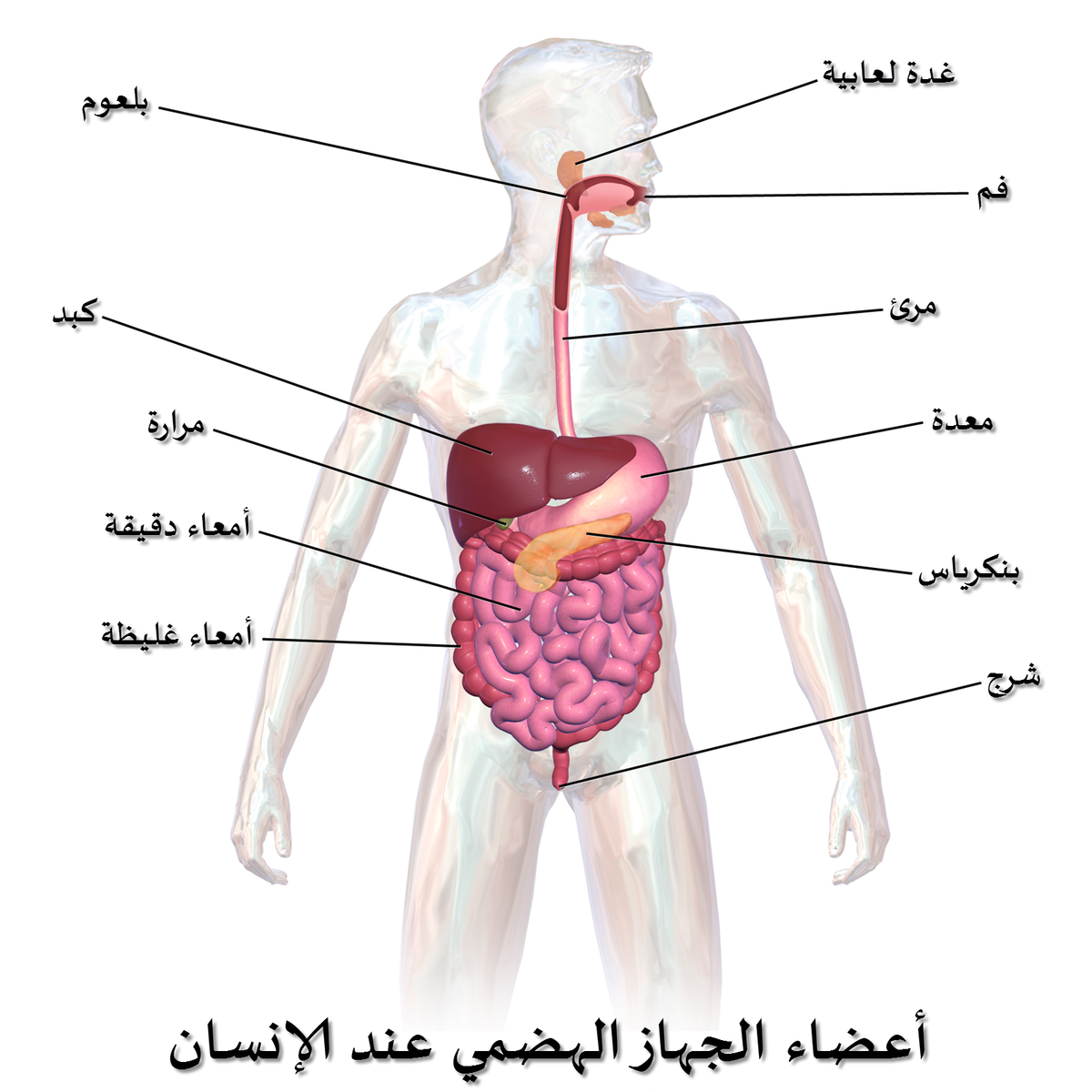 صور جسم الانسان