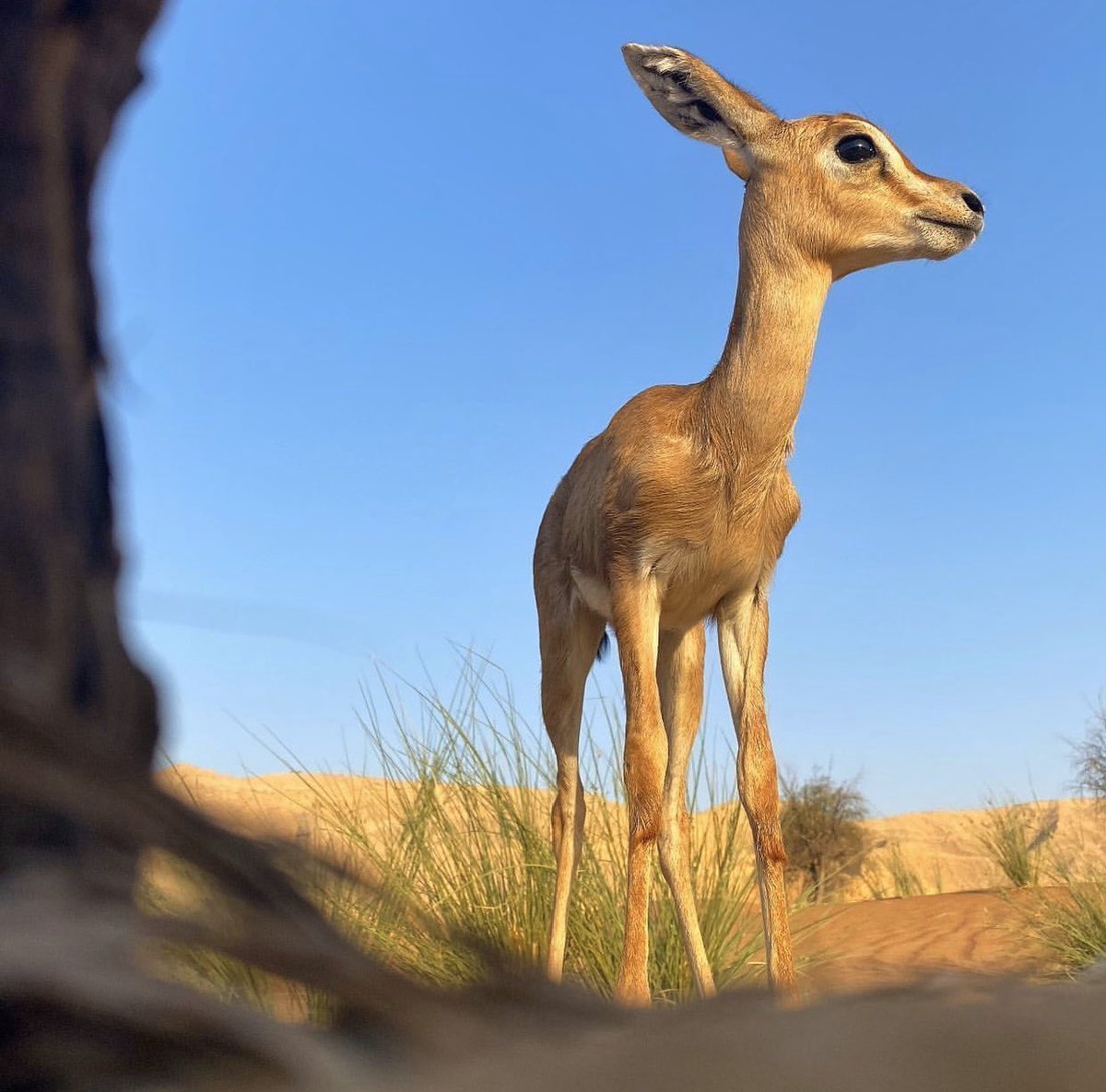 عيون الريم 2151 8