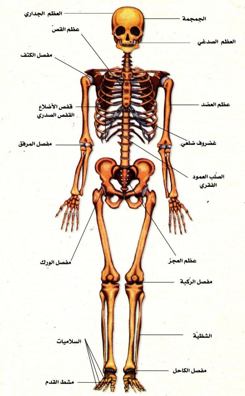 صور جسم الانسان 2849 7