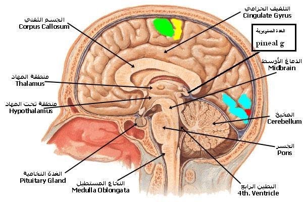 جسم الانسان بالصور - اجهزة جسم الانسان 3375 1