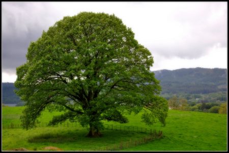 صور اشجار - اشجار باللون الاخضر جميلة 1780 3