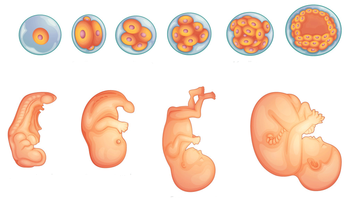 مراحل تكوين الجنين بالصور من اول يوم - بداية نمو البيبي في بطن امه 902