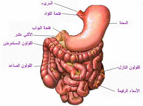 جسم الانسان بالصور - اجهزة جسم الانسان 3375 4