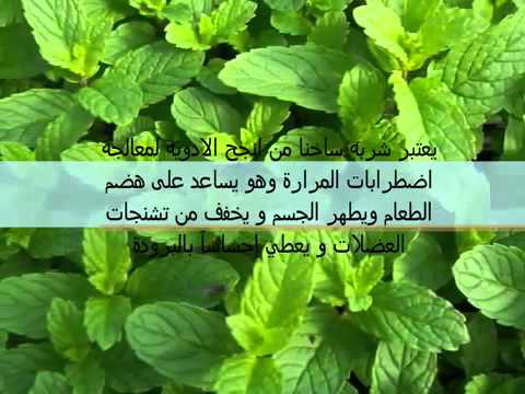 فوائد النعناع الاخضر - معلومات عن النعناع 5747 2