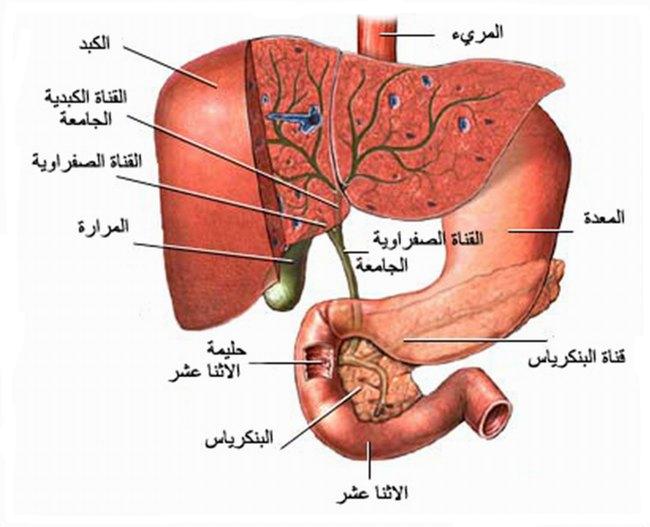 جسم الانسان بالصور - اجهزة جسم الانسان 3375 9