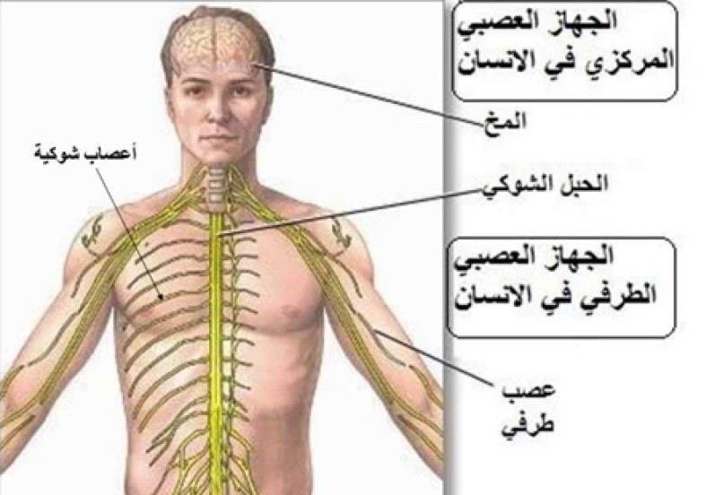 جسم الانسان بالصور - اجهزة جسم الانسان 3375 5