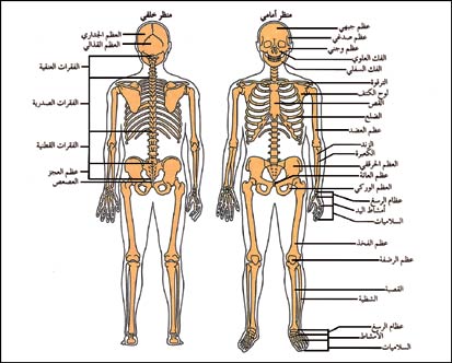 جسم الانسان بالصور - اجهزة جسم الانسان 3375 7