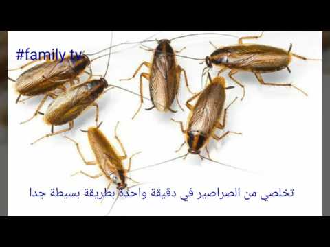 القضاء على الصراصير - التخلص من الصراصير 6179 1