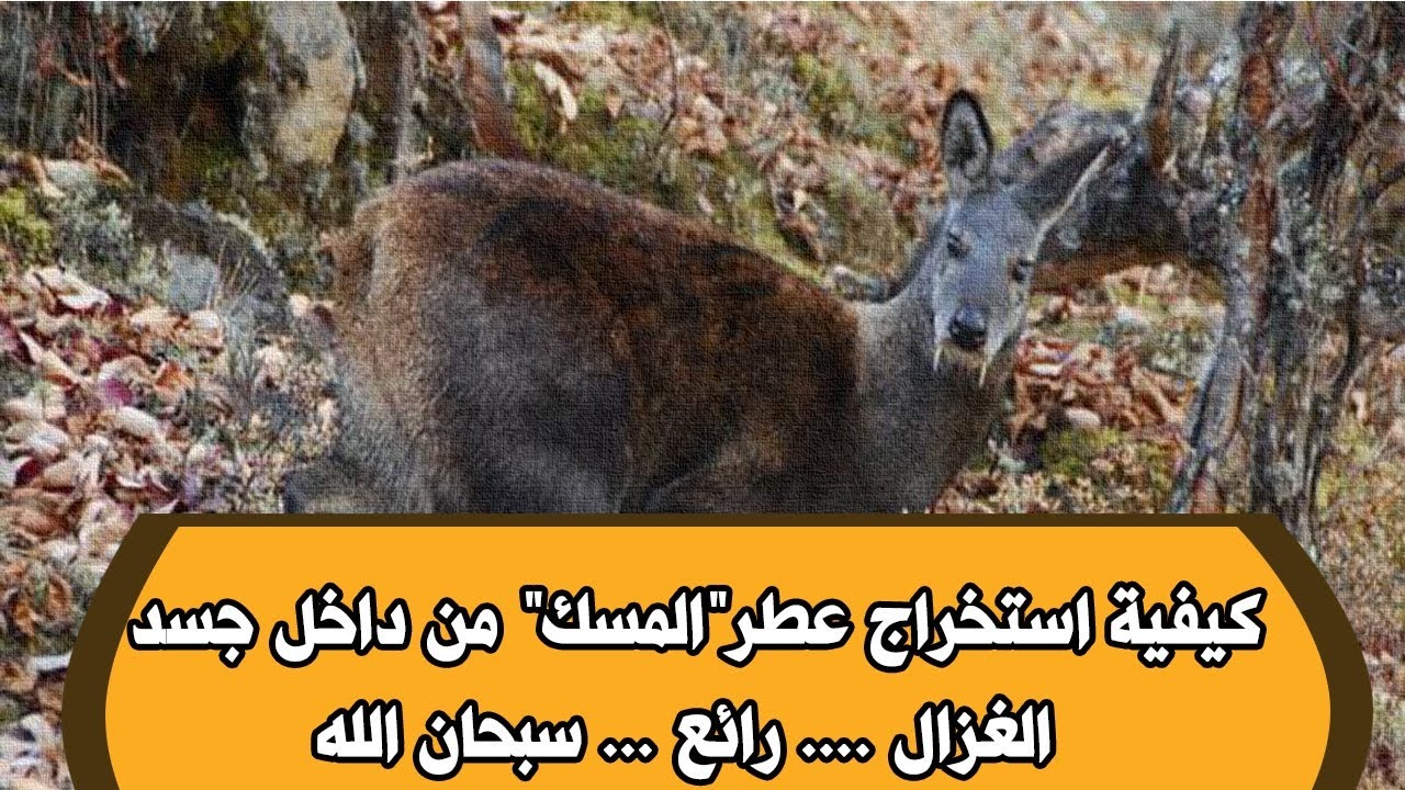 من اين يستخرج المسك