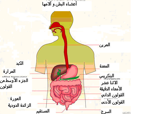 جسم الانسان بالصور - اجهزة جسم الانسان 3375 3