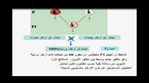 رموز السيادة الوطنية - شرح درس السيادة الوطنيه 5961 1