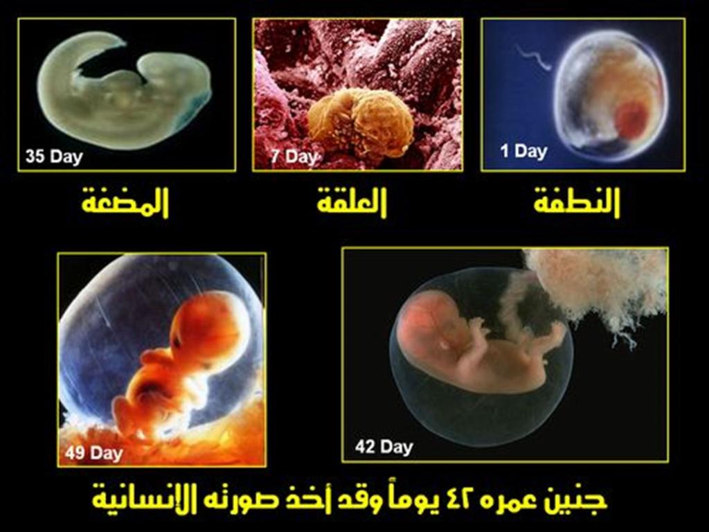 مراحل تكوين الجنين بالصور من اول يوم - بداية نمو البيبي في بطن امه 902 4