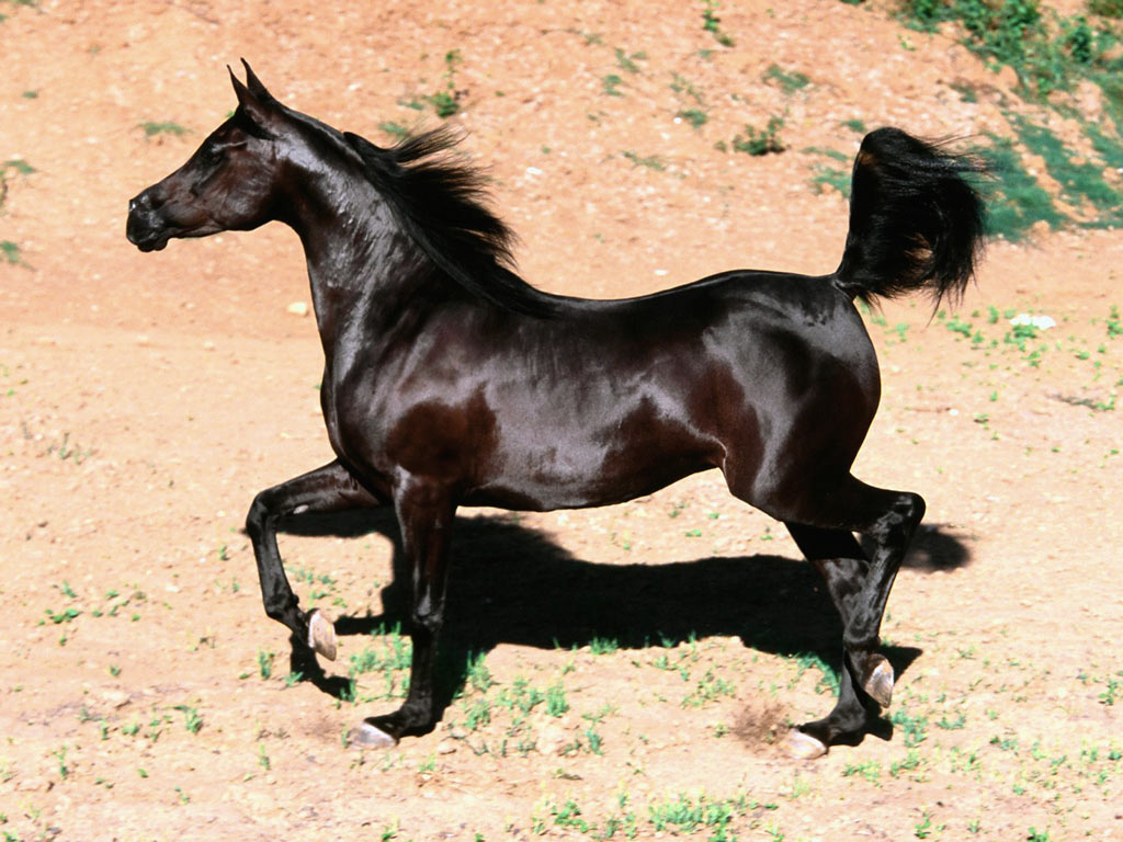 خيول عربية اصيلة , صور خيول رائعه