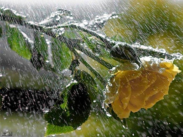 صور عن المطر اروع صور عن المطر بنات كيوت