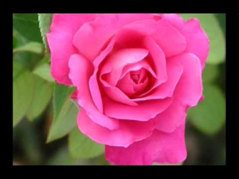 صور ورود طبيعيه , جمال الورد الطبيعى - بنات كيوت