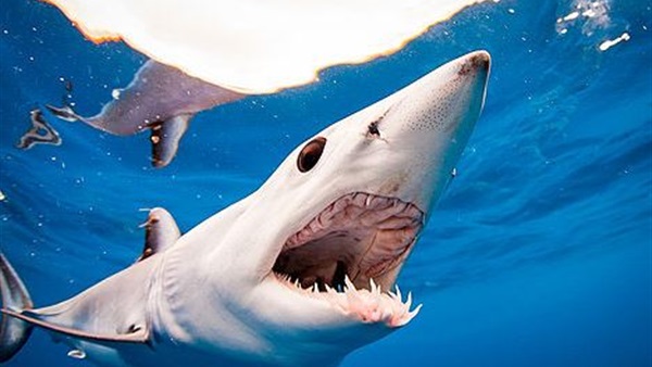 صور سمك القرش , صور جميلة وغريبة لسمك القرش - بنات كيوت