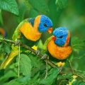 1748 12 صور عصافير - عصافير ملونة تحفة رجاء متالقة