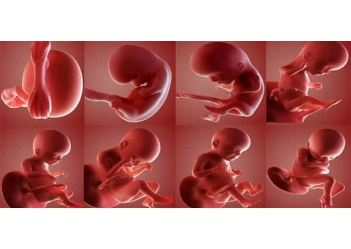 مراحل تكوين الجنين بالصور من اول يوم , بداية نمو البيبي في بطن امه